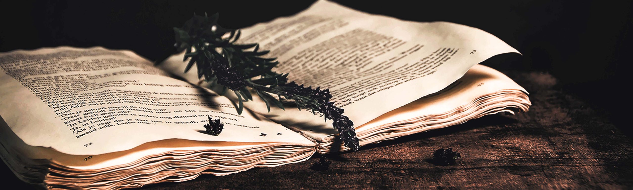 Laid book with crinkled pages and a stem of lavender in the center.